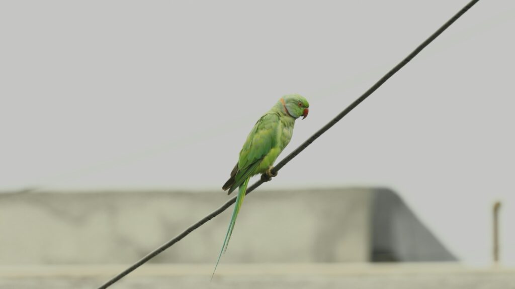 10 Common and famous birds of India