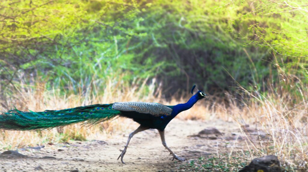 10 Common and famous birds of India