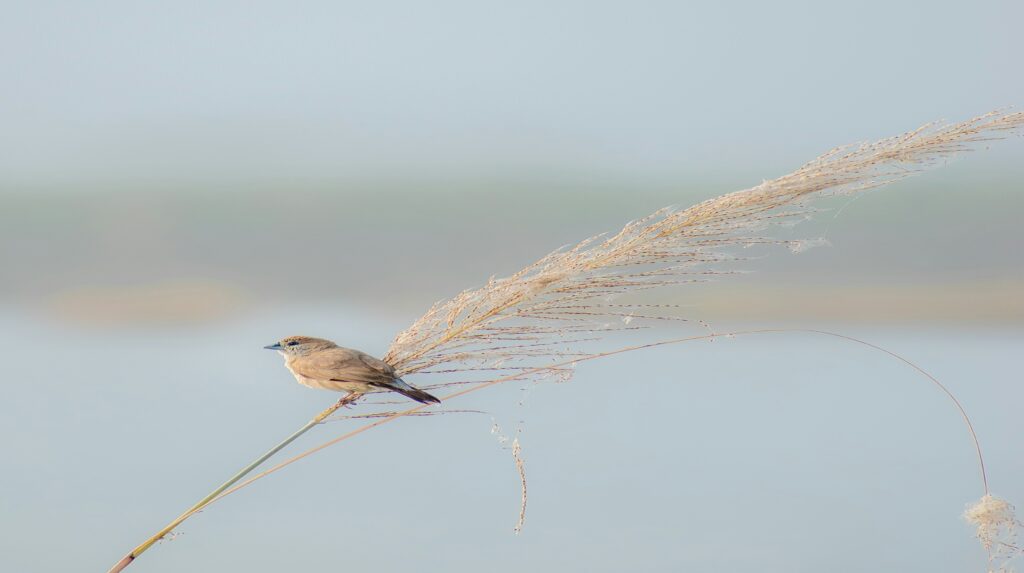 10 Common and famous birds of India