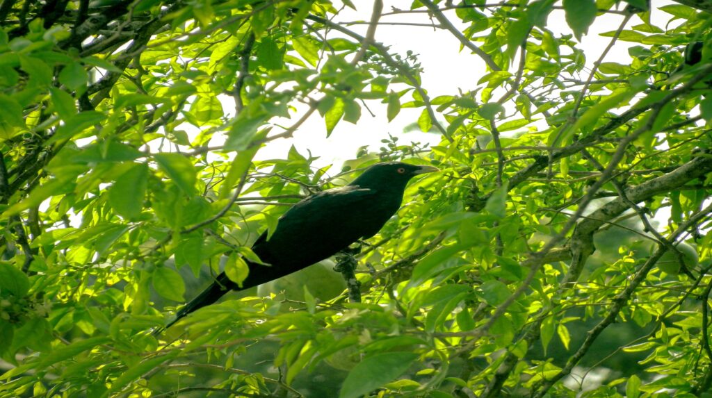 10 Common and famous birds of India