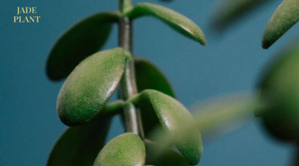 The Timeless Charm of the Jade Plant 1 leaf is powerful