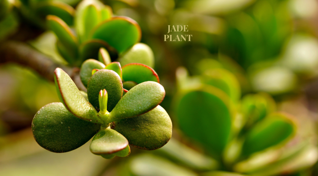 The Timeless Charm of the Jade Plant 1 leaf is powerful